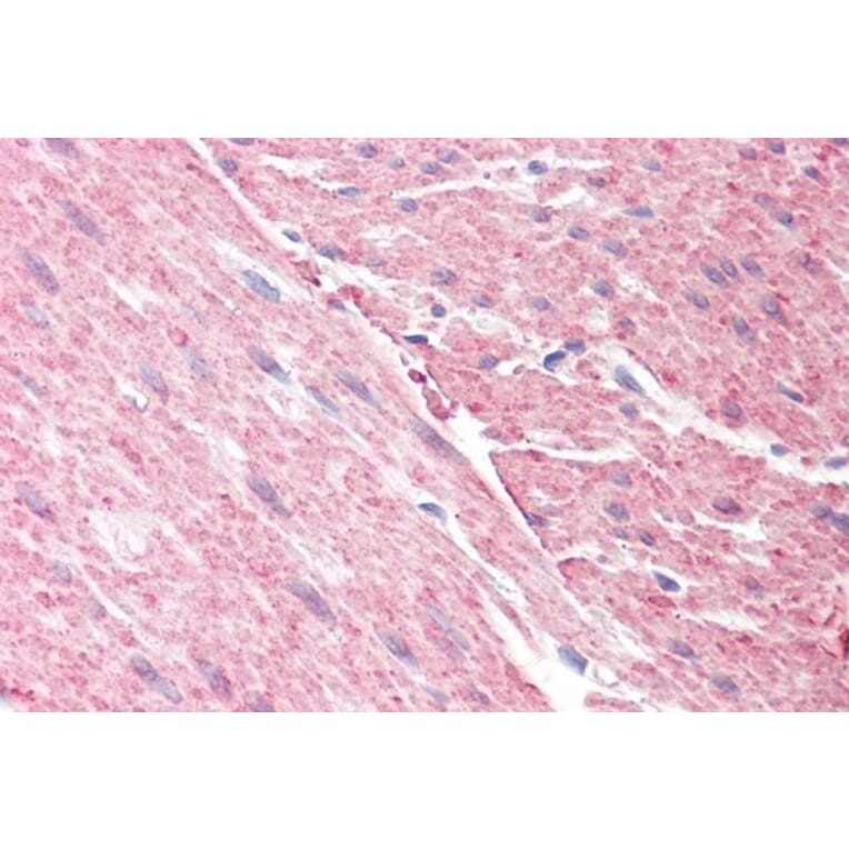 Immunohistochemistry - Anti-GRAF Antibody (A83279) - Antibodies.com