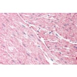 Immunohistochemistry - Anti-GRAF Antibody (A83279) - Antibodies.com