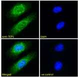 Immunofluorescence - Anti-TCP1 alpha Antibody (A83280) - Antibodies.com