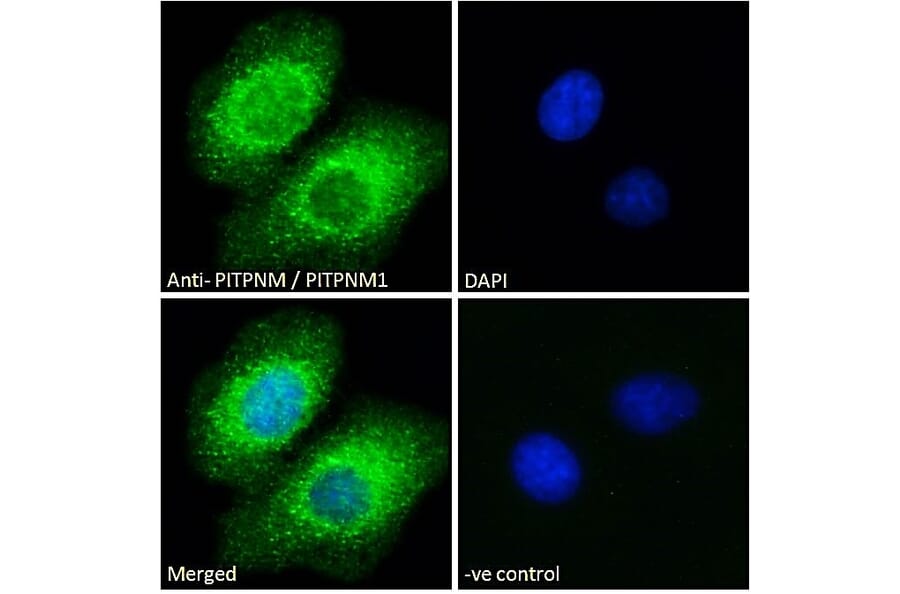Immunofluorescence - Anti-NIR2 Antibody (A83281) - Antibodies.com