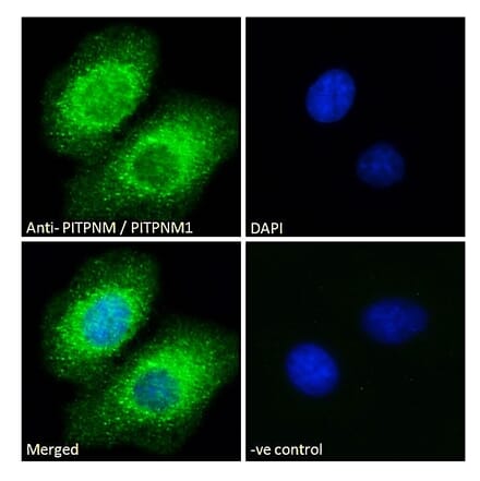 Immunofluorescence - Anti-NIR2 Antibody (A83281) - Antibodies.com