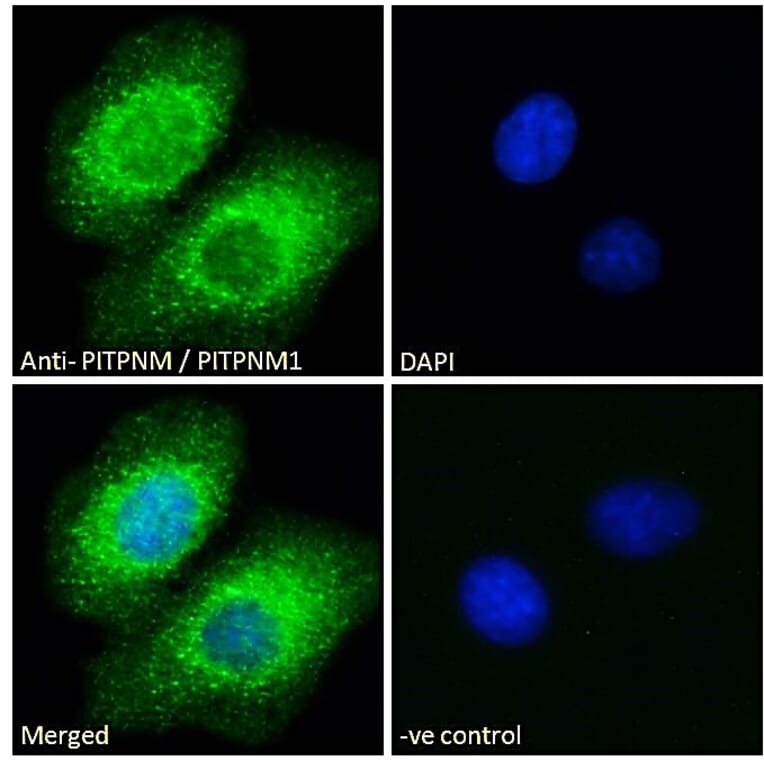 Immunofluorescence - Anti-NIR2 Antibody (A83281) - Antibodies.com