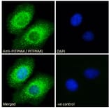 Immunofluorescence - Anti-NIR2 Antibody (A83281) - Antibodies.com