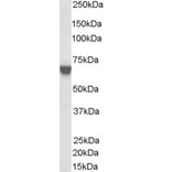 Western Blot - Anti-TOM1L2 Antibody (A83282) - Antibodies.com