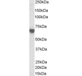Western Blot - Anti-TOM1L2 Antibody (A83282) - Antibodies.com