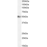 Western Blot - Anti-H2R Antibody (A83284) - Antibodies.com