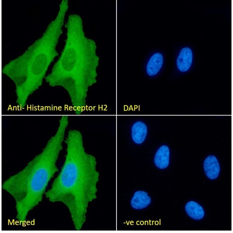 Immunofluorescence - Anti-H2R Antibody (A83284) - Antibodies.com