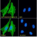 Immunofluorescence - Anti-H2R Antibody (A83284) - Antibodies.com