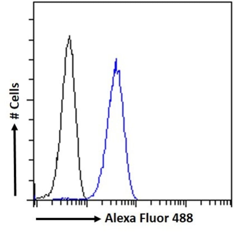 Flow Cytometry - Anti-H2R Antibody (A83284) - Antibodies.com