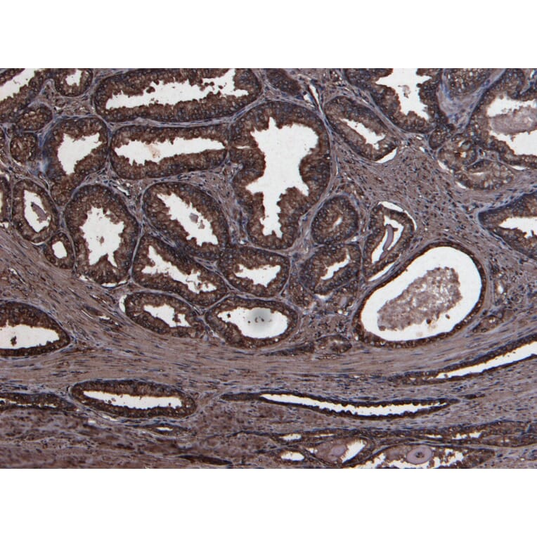 Immunohistochemistry - Anti-PLAU Antibody (A83285) - Antibodies.com