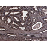 Immunohistochemistry - Anti-PLAU Antibody (A83285) - Antibodies.com