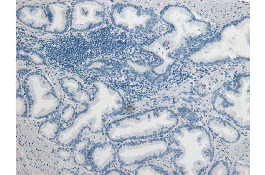 Immunohistochemistry - Anti-PLAU Antibody (A83285) - Antibodies.com
