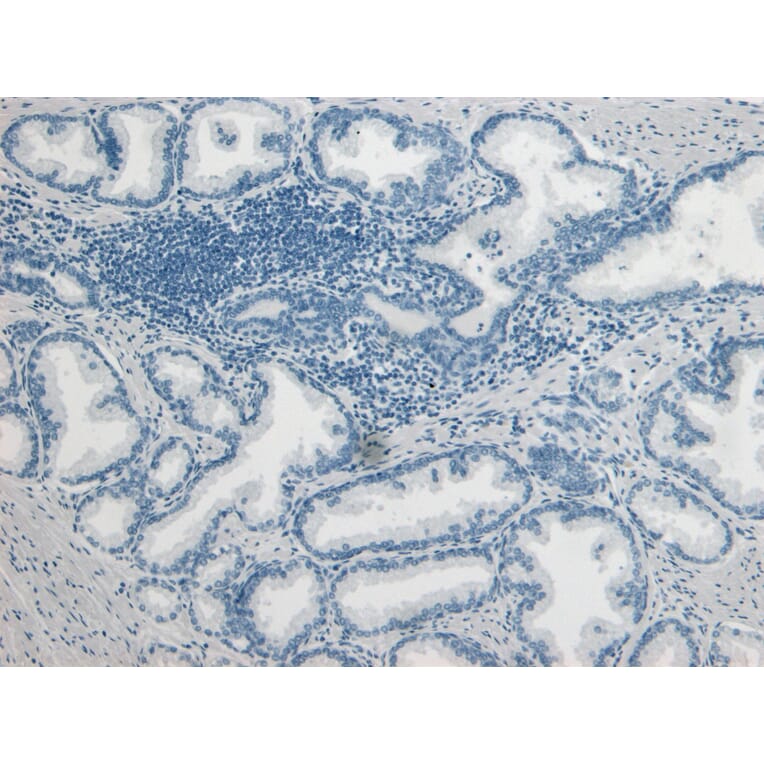 Immunohistochemistry - Anti-PLAU Antibody (A83285) - Antibodies.com