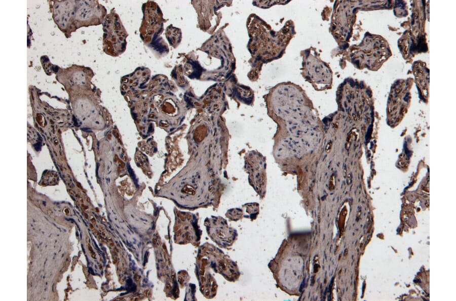 Immunohistochemistry - Anti-PLAU Antibody (A83285) - Antibodies.com