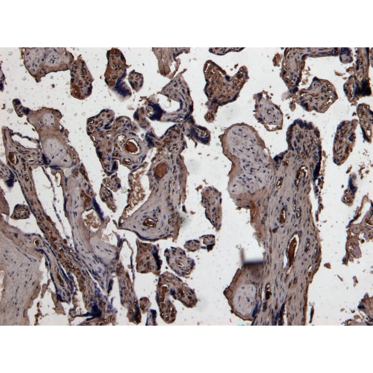 Immunohistochemistry - Anti-PLAU Antibody (A83285) - Antibodies.com