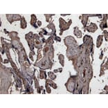 Immunohistochemistry - Anti-PLAU Antibody (A83285) - Antibodies.com