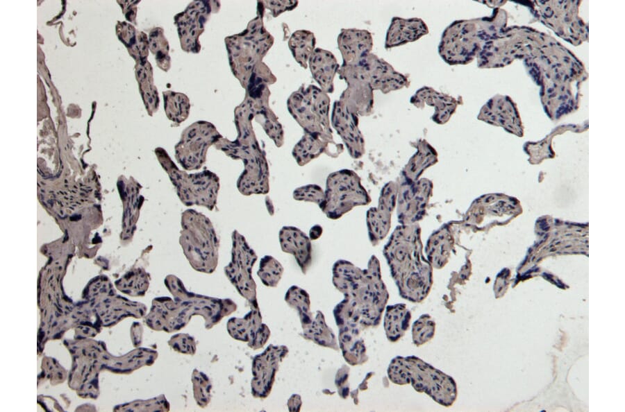 Immunohistochemistry - Anti-PLAU Antibody (A83285) - Antibodies.com