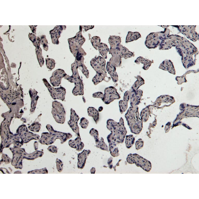 Immunohistochemistry - Anti-PLAU Antibody (A83285) - Antibodies.com