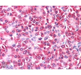 Immunohistochemistry - Anti-CCDC50 Antibody (A83289) - Antibodies.com