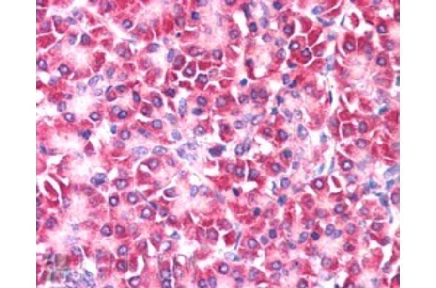 Immunohistochemistry - Anti-CCDC50 Antibody (A83289) - Antibodies.com