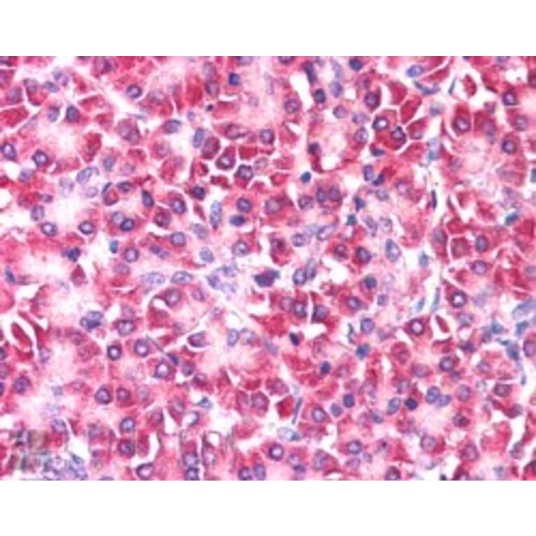 Immunohistochemistry - Anti-CCDC50 Antibody (A83289) - Antibodies.com