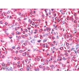 Immunohistochemistry - Anti-CCDC50 Antibody (A83289) - Antibodies.com