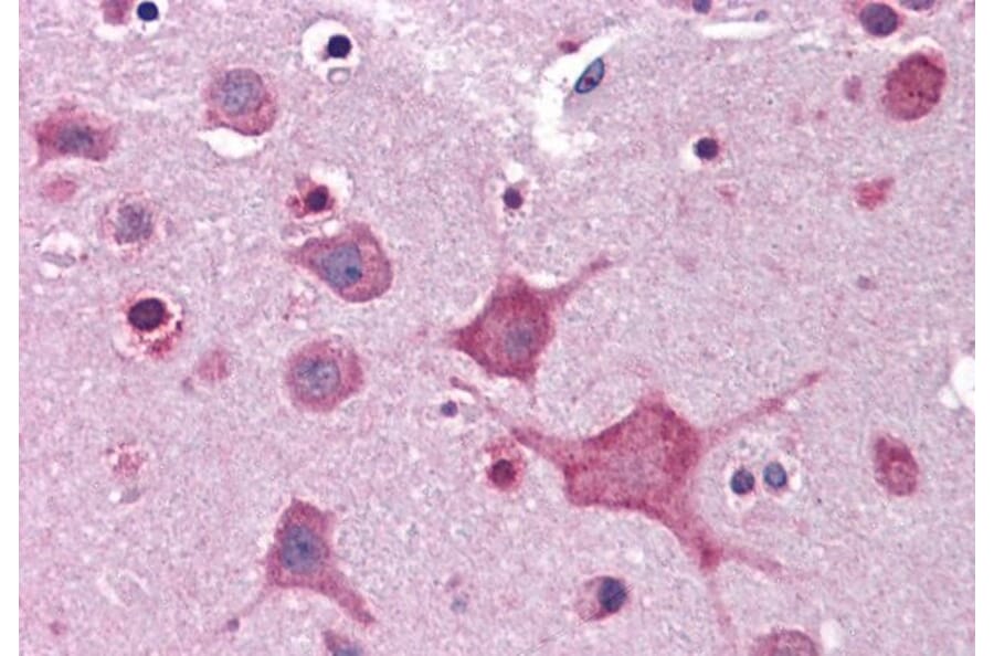 Immunohistochemistry - Anti-DPP10 Antibody (A83290) - Antibodies.com