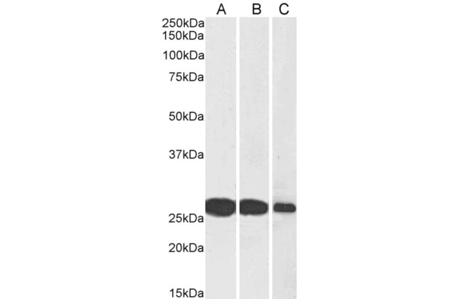 Western Blot - Anti-SNAP25 Antibody (A83291) - Antibodies.com
