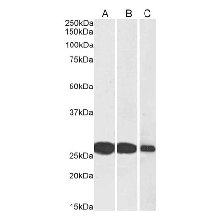 Western Blot - Anti-SNAP25 Antibody (A83291) - Antibodies.com