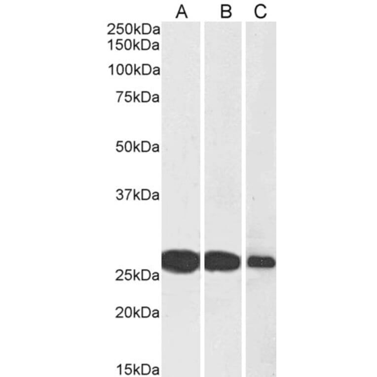 Western Blot - Anti-SNAP25 Antibody (A83291) - Antibodies.com