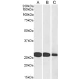Western Blot - Anti-SNAP25 Antibody (A83291) - Antibodies.com
