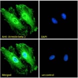 Immunofluorescence - Anti-beta Arrestin 2 Antibody (A83294) - Antibodies.com
