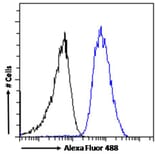 Flow Cytometry - Anti-beta Arrestin 2 Antibody (A83294) - Antibodies.com