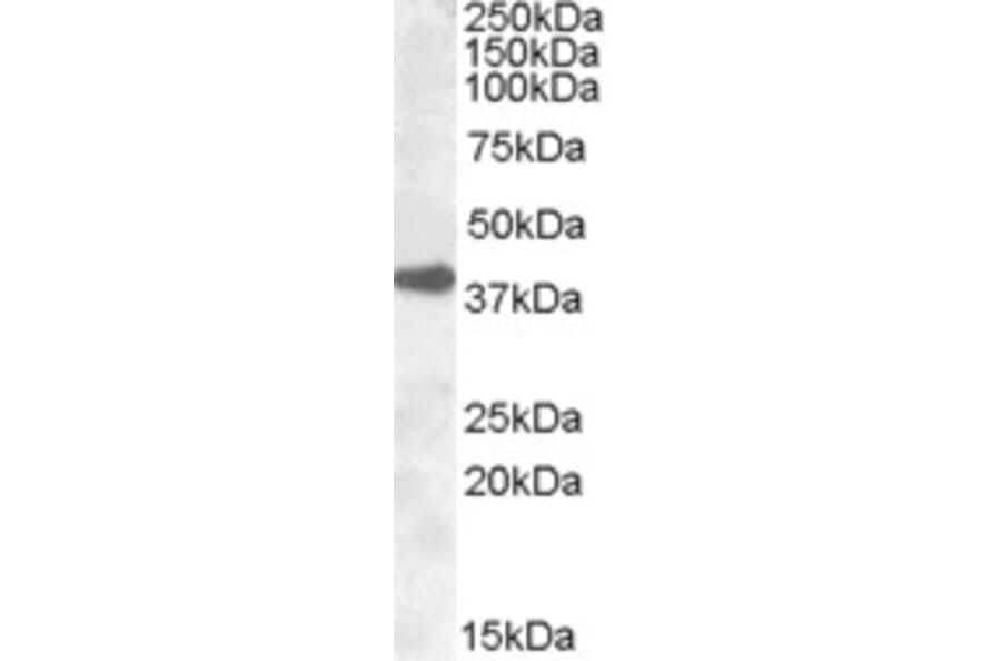 Western Blot - Anti-ERCC1 Antibody (A83297) - Antibodies.com