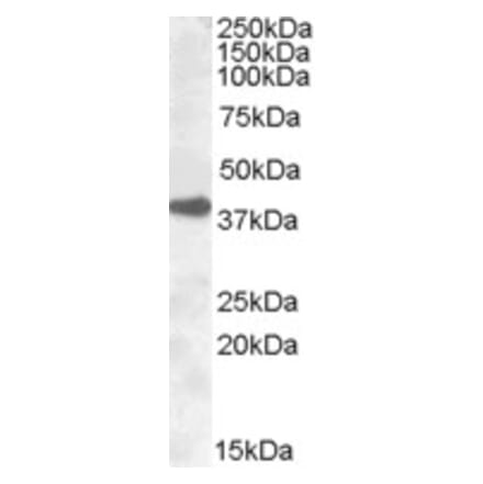 Western Blot - Anti-ERCC1 Antibody (A83297) - Antibodies.com