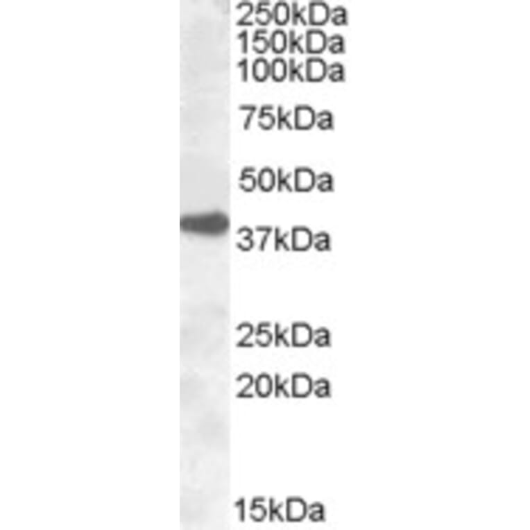 Western Blot - Anti-ERCC1 Antibody (A83297) - Antibodies.com