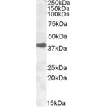 Western Blot - Anti-ERCC1 Antibody (A83297) - Antibodies.com