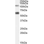 Western Blot - Anti-OGT/O-Linked N-Acetylglucosamine Transferase Antibody (A83298) - Antibodies.com