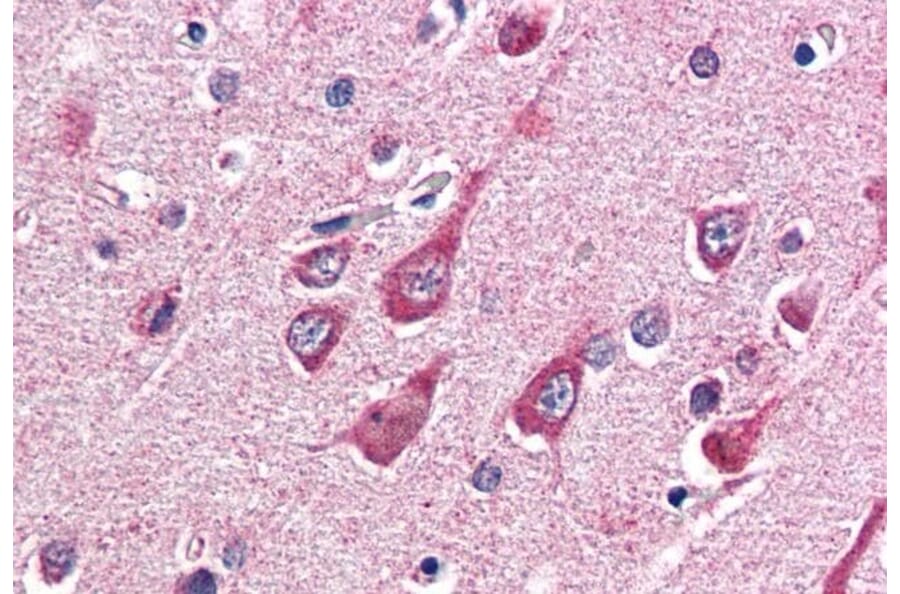 Immunohistochemistry - Anti-OGT/O-Linked N-Acetylglucosamine Transferase Antibody (A83298) - Antibodies.com