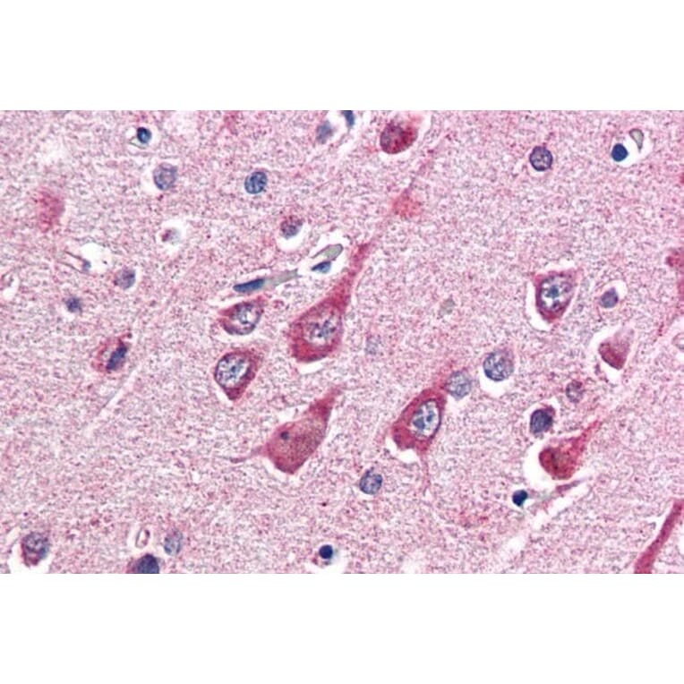 Immunohistochemistry - Anti-OGT/O-Linked N-Acetylglucosamine Transferase Antibody (A83298) - Antibodies.com