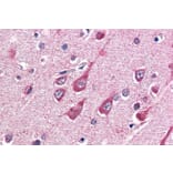 Immunohistochemistry - Anti-OGT/O-Linked N-Acetylglucosamine Transferase Antibody (A83298) - Antibodies.com