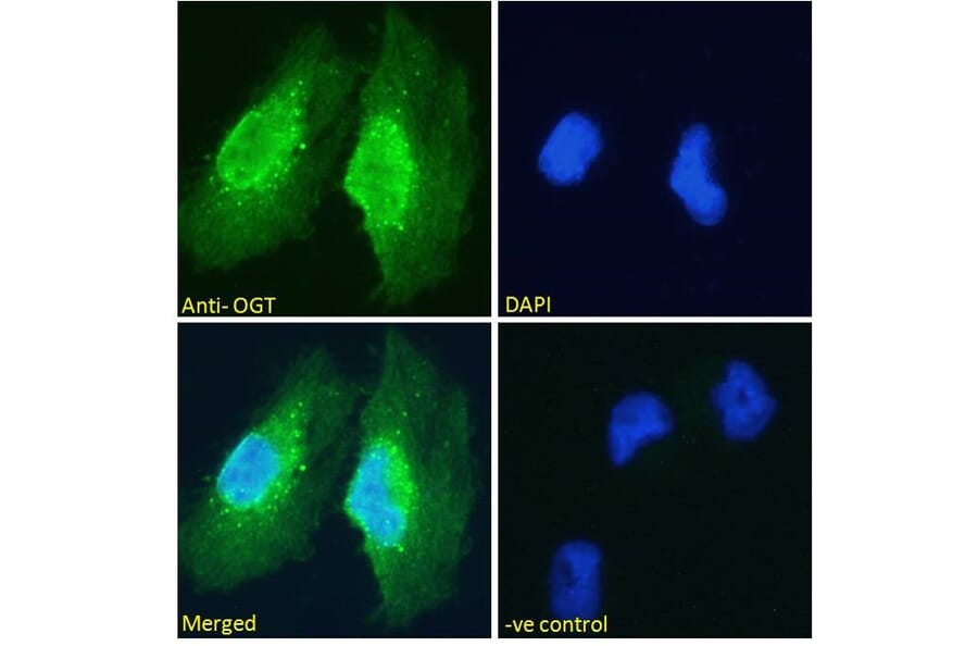 Immunofluorescence - Anti-OGT/O-Linked N-Acetylglucosamine Transferase Antibody (A83298) - Antibodies.com