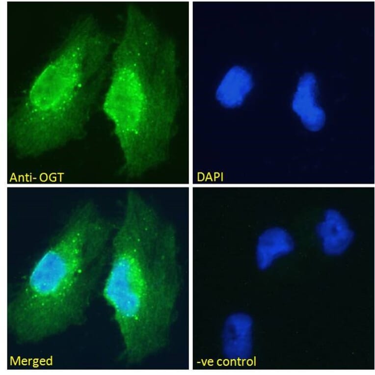 Immunofluorescence - Anti-OGT/O-Linked N-Acetylglucosamine Transferase Antibody (A83298) - Antibodies.com