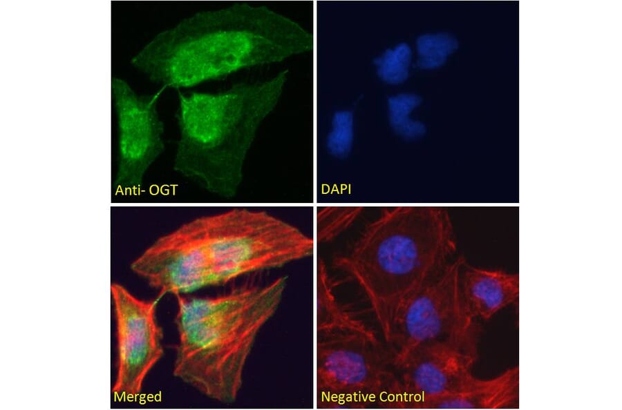 Immunofluorescence - Anti-OGT/O-Linked N-Acetylglucosamine Transferase Antibody (A83298) - Antibodies.com