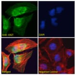 Immunofluorescence - Anti-OGT/O-Linked N-Acetylglucosamine Transferase Antibody (A83298) - Antibodies.com