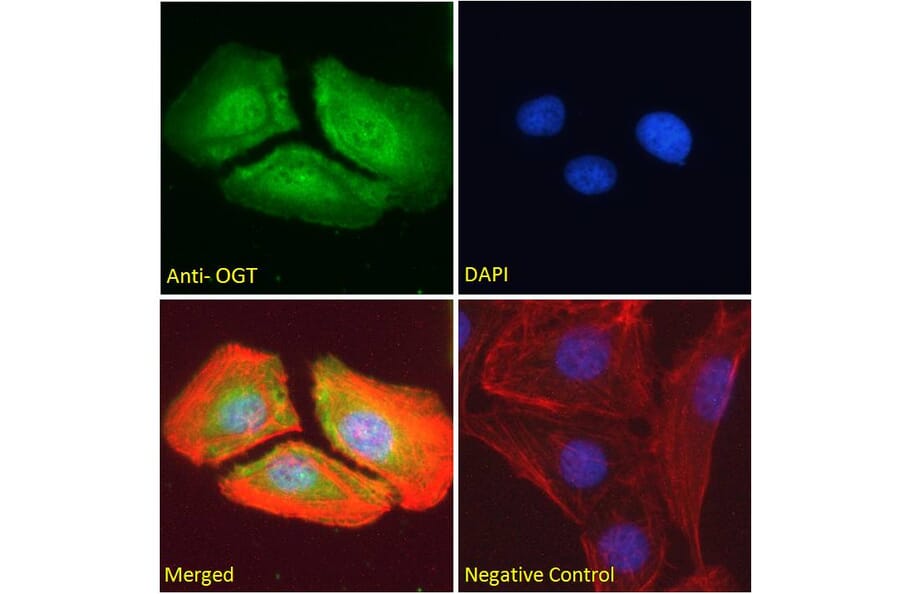 Immunofluorescence - Anti-OGT/O-Linked N-Acetylglucosamine Transferase Antibody (A83298) - Antibodies.com