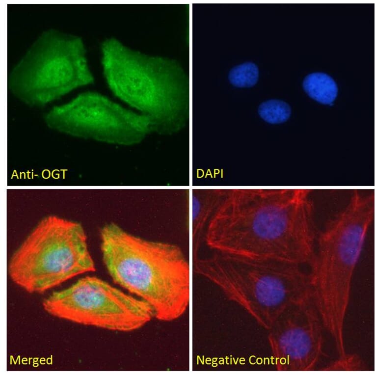 Immunofluorescence - Anti-OGT/O-Linked N-Acetylglucosamine Transferase Antibody (A83298) - Antibodies.com