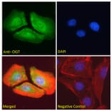 Immunofluorescence - Anti-OGT/O-Linked N-Acetylglucosamine Transferase Antibody (A83298) - Antibodies.com