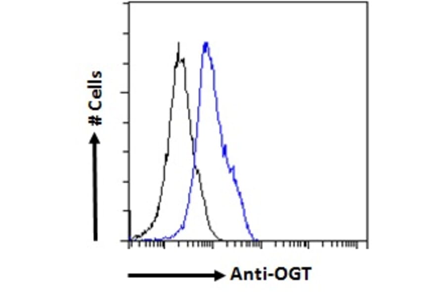 Flow Cytometry - Anti-OGT/O-Linked N-Acetylglucosamine Transferase Antibody (A83298) - Antibodies.com