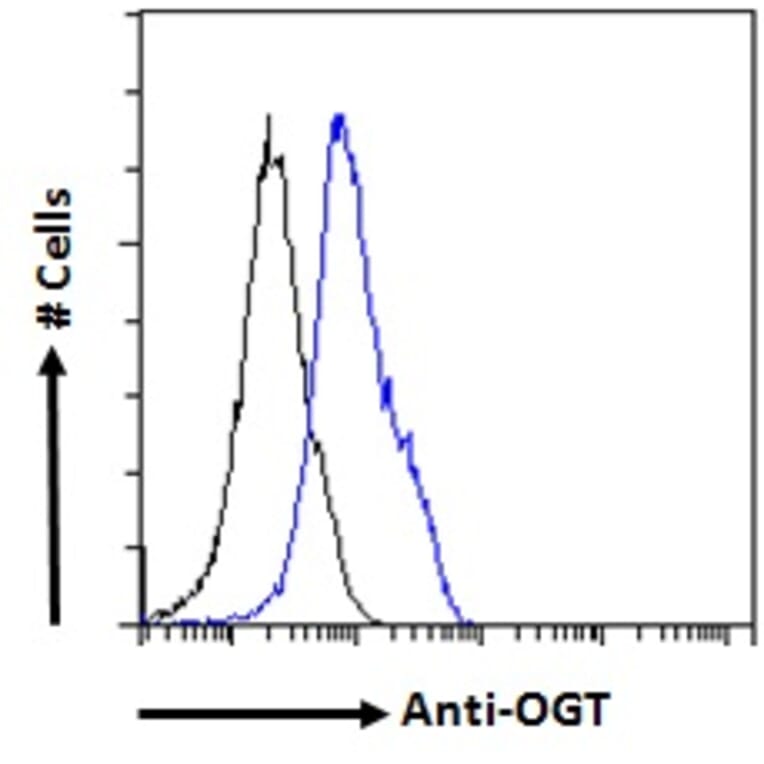 Flow Cytometry - Anti-OGT/O-Linked N-Acetylglucosamine Transferase Antibody (A83298) - Antibodies.com